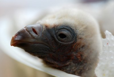(RNS3-MAY10) Researchers at the Jerusalem Biblical Zoo are trying to reintroduce vultures to Israel as part of a plan to repopulate the Holy Land with animals found in the Bible. For use with RNS-BIBLE-ANIMALS, transmitted May 10, 2010. RNS photo courtesy Michal Erez/Jerusalem Biblical Zoo. 