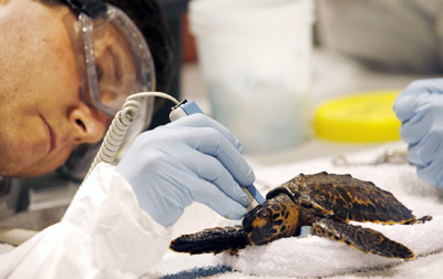 (RNS3-JUNE15) Veterinarian Dr. Charlie Innis of the New England Aquarium uses a fetal monitor to measure the heart rate of a Hawksbill turtle during the removal of oil from one Hawksbill and three Kemp's Ridley Sea Turtles at the Audubon Aquatic Center at the Audubon Center for Research of Endangered Species in lower coast Algiers, La. The BP oil spill in the Gulf of Mexico has prompted a round of soul-searching among religious groups about whether American consumer choices are in part to blame for the spill. For use with RNS-OILSPILL-RESPONSE, transmitted June 15, 2010. RNS photo by Susan Poag/The Times-Picayune. 