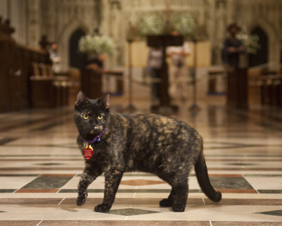 (RNS4-OCT26) Carmina recently took up residence at Washington National Cathedral as the resident mouse-chaser. For use with RNS-CATHEDRAL-CAT, transmitted Oct. 26, 2010. RNS photo courtesy Washington National Cathedral. 