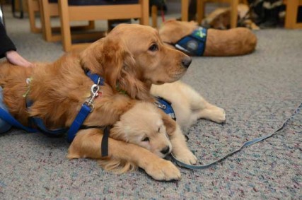 comfort dogs