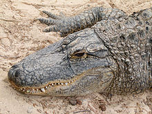 Alligator meat is considered fish.
