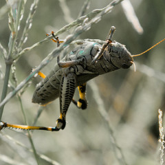 locust egypt