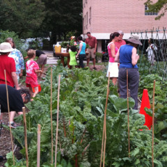 Volunteers harvest vegetables at KAM Isaiah Israel in Chicago. Photo courtesy Robert Nevel/KAM