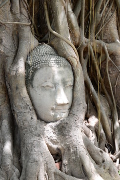 An photograph of a Bodhi tree with a Buddha statue.