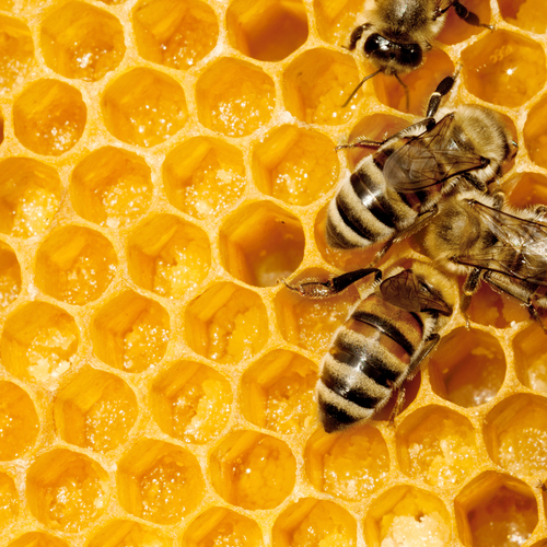 Bees working on a honeycomb.