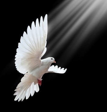 holy spirit father knows listen mean does dove isolated flying background
