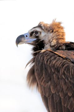 If Blue is right about the translation of Isaiah 40:31, this vulture could be you.