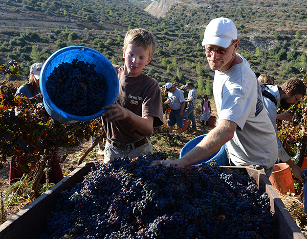 American evangelicals help plant and harvest grapes for Israeli settlers in The West Bank settlement of Dolev on the morning of October 27, 2013. Photo by Debbie  Hill, courtesy USA Today