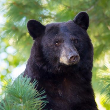 A large black bear sits in a tree at Chautauqua Park in Boulder, Colo., approximately 50 feet from a Bar Mitzvah ceremony on Sept. 28, 2013. Photo courtesy Jeff Finkelstein