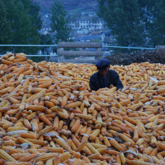 North Korea's lack of food storage facilities means that many crops lies out in the open and are lost. - Photo courtesy of EU Humanitarian Aid and Civil Protection (http://bit.ly/1exJ6y1)  
