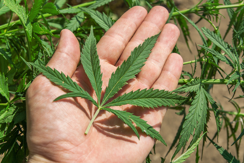 Marijuana leaf in a hand.