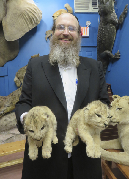 Rabbi Shaul Shimon Deutsch poses with lion cubs at his museum. 