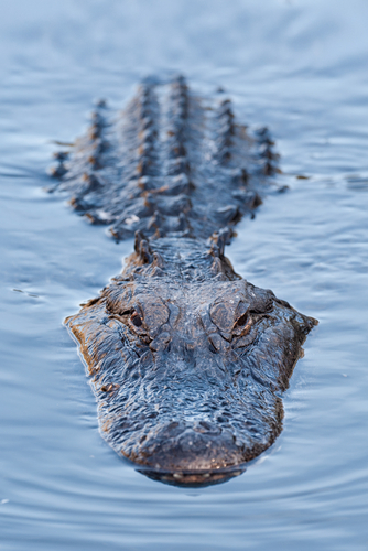 Alligator in Blue Swamp, via Shutterstock.