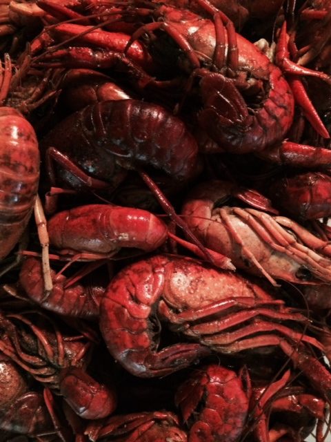 Boiled crawfish, a Holy Week treat in some parts, wait to be eaten...