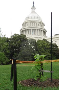 A three-foot sapling grown from the tree Holocaust diarist Anne Frank wrote about, now graces the West Lawn of the U.S. Capitol. Religion News Service photo by Lauren Markoe