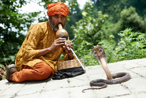 Indian Snake charmer adult man in turban playing on musical instrument before snake at a basket