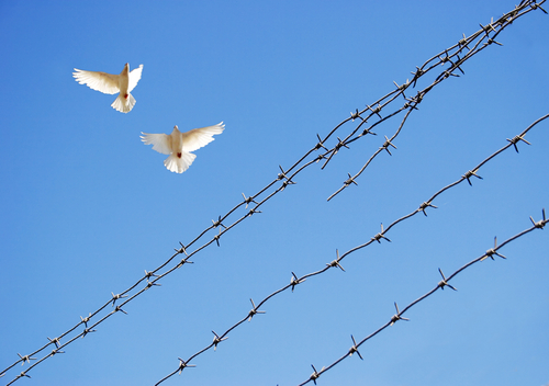 Two doves fly over barbed wire.