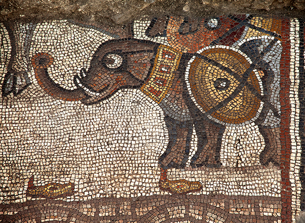 Detail of the elephant mosaic from the Huqoq Exploration Project. Photo courtesy of Jim Haberman, Huqoq Excavation Project