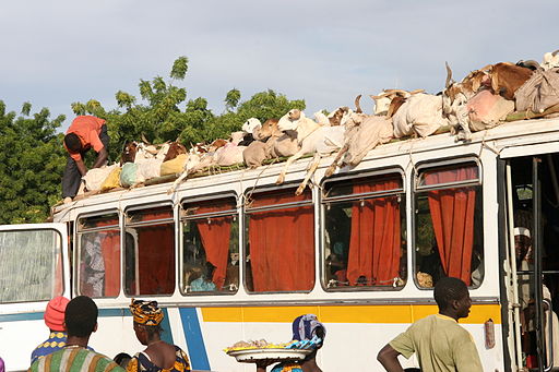 Goats being transported a couple of weeks before the Eid festivities in Mali.