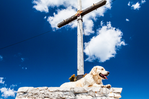 A golden retriever sits at the top of a stone structure. 