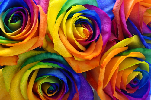 Rainbow-colored roses.