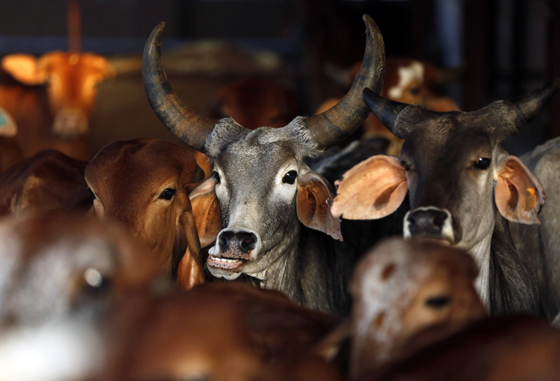Rescued cattle are seen at a 