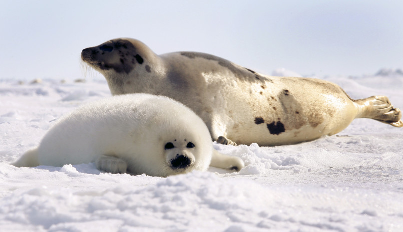 A harp seal pup lies in front of its mother on an ice floe in the Gulf of St. Lawrence, Canada. Protesters want the annual hunt called off. REUTERS/Paul Darrow
