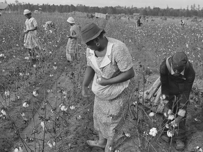 Picking cotton on Alexander plantation in Pulaski County, Arkansas. Photo by Ben Shahn, courtesy of Library of Congress