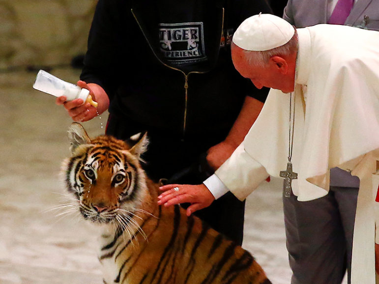 Pope Francis caresses a tiger during a Jubilee audience for the circus performers and street artists in Paul VI Hall at the Vatican on June 16, 2016. Photo courtesy of REUTERS/Tony Gentile
*Editors: This photo may only be republished with RNS-POPE-CIRCUS, originally transmittted on June 16, 2016.