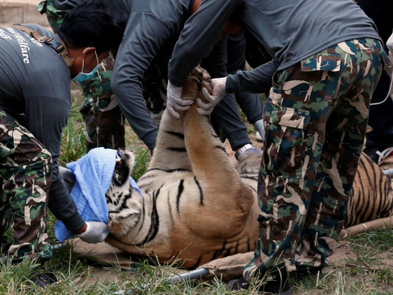 A sedated tiger is stretchered as officials start moving tigers from Thailand's controversial Tiger Temple, a popular tourist destination that has come under fire in recent years over the welfare of its big cats in Kanchanaburi province, west of Bangkok, on May 30, 2016. Photo courtesy of REUTERS/Chaiwat Subprasom
*Editors: This photo may only be republished with RNS-THAI-TIGERS, originally transmitted on June 2, 2016.