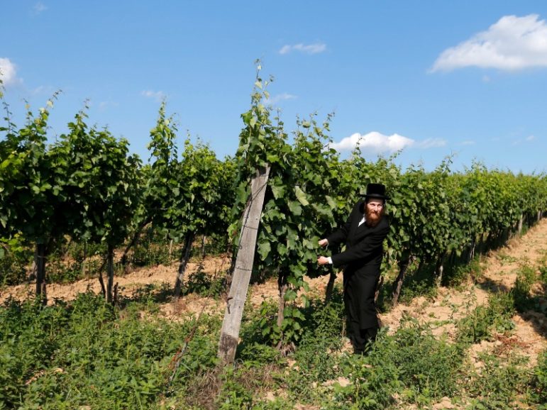 A rabbi looks at grapes in a vineyard in famous Tokaj wine region in the village of Mad, Hungary, July 21, 2016. Photo by Laszlo Balogh/REUTERS