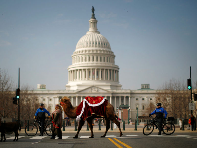 Bicycle police stop traffic to allow a camel, part of a nativity scene procession, to cross near the U.S. Capitol Building in Washington, D.C., on Dec.  3, 2013. The group 