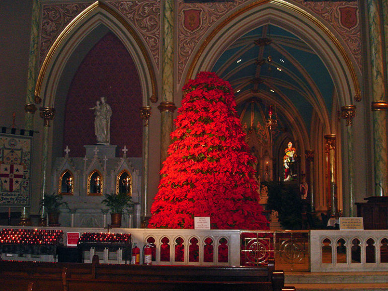 A poinsettia Christmas tree at the Cathedral of St. John the Baptist in Savannah, Ga., on Dec. 25, 2009.  Photo courtesy of Creative Commons