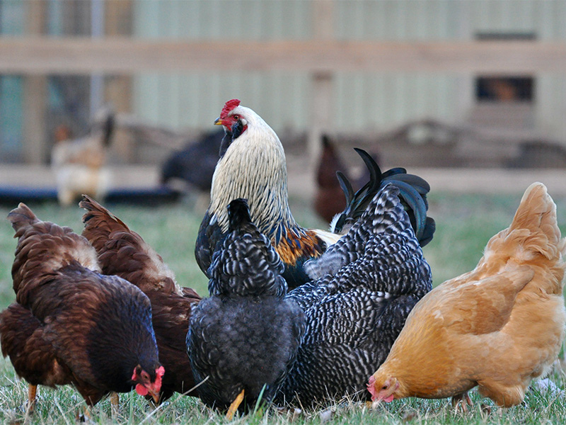 Chickens with plenty of room to strut and move about.  Photo courtesy of Creative Commons/Julie Falk