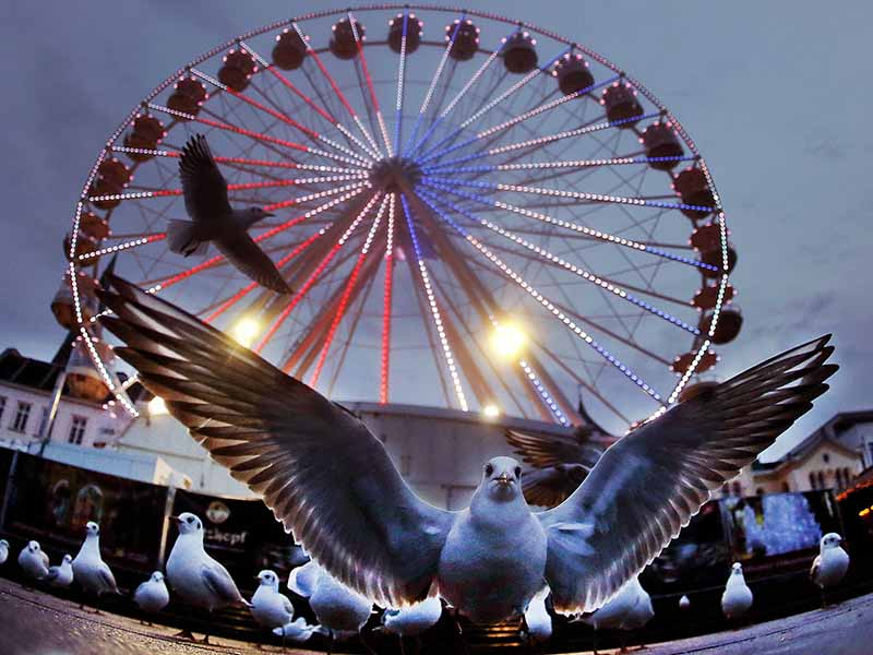 A seagull sits in front of a ferris wheel at the Christmas market in Schwerin, Germany, Wednesday, Dec. 27, 2017. (AP Photo/Michael Probst)