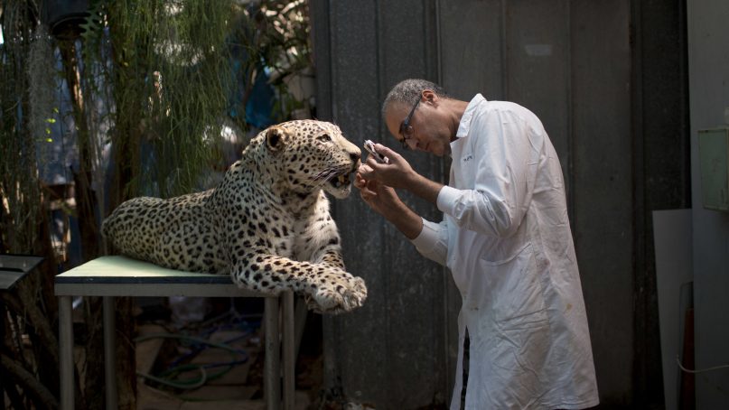 In this Sunday, May 28, 2017 photo, taxidermist Igor Gavrilov works on a stuffed leopard to be displayed at the Steinhardt Museum of Natural History in Tel Aviv, Israel. Israel is opening a new national natural history museum in Tel Aviv in the wake of a public debate over evolution. The ultra-modern facility houses over 5.5 million specimens of species from around the world, and aims to raise public awareness about the natural world and environment, with especial emphasis on the local ecology. (AP Photo/Oded Balilty)