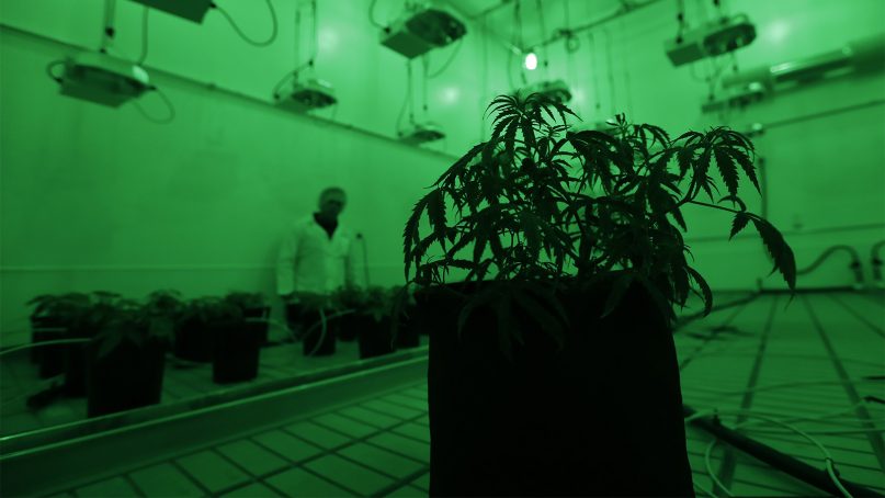 Marijuana plants grow under green lights to simulate night in a vegetation room at Compassionate Cultivation, a licensed medical cannabis cultivator and dispensary, on Dec. 14, 2017, in Manchaca, Texas. 
 (AP Photo/Eric Gay)