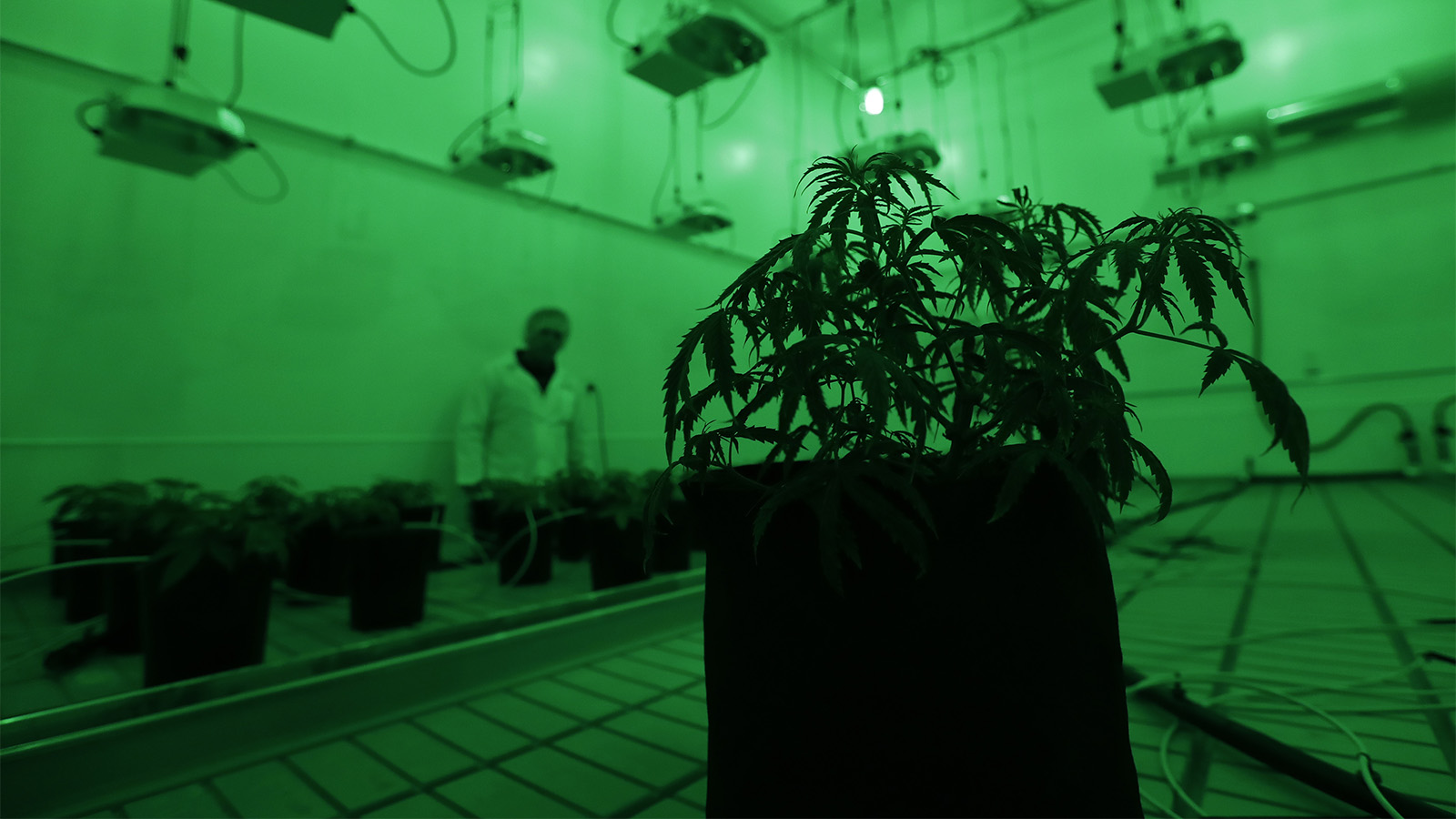 Marijuana plants grow under green lights to simulate night in a vegetation room at Compassionate Cultivation, a licensed medical cannabis cultivator and dispensary, on Dec. 14, 2017, in Manchaca, Texas.(AP Photo/Eric Gay)