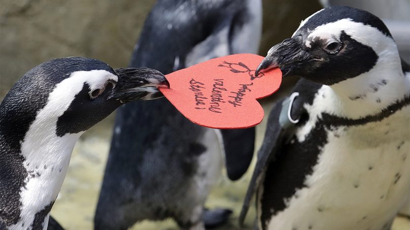 African penguins compete for a heart shaped valentine handed out by aquarium biologist Piper Dwight at the California Academy of Sciences in San Francisco, on Feb. 12, 2019. The hearts were handed out to the penguins who naturally use similar material to build nests in the wild. (AP Photo/Jeff Chiu)