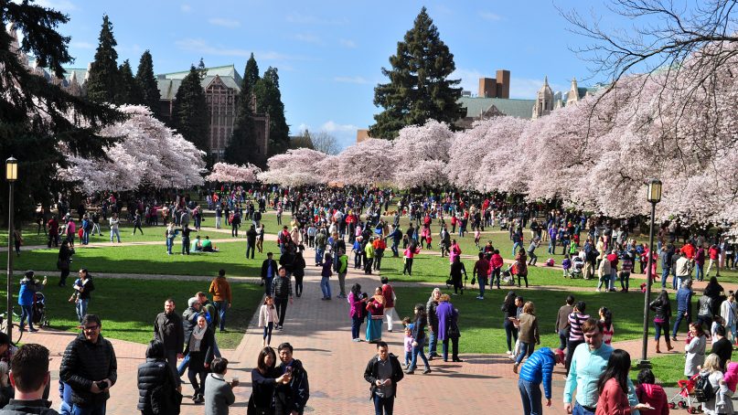 People crowd the University of Washington quad to view cherry blossoms in Seattle in April 2017. Photo by Joe Mabel/Creative Commons