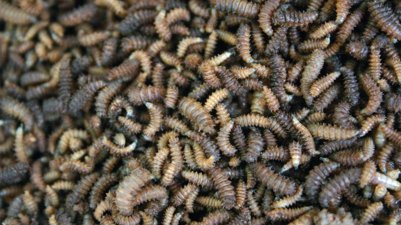 Maggots have many positive attributes, including being high in protein and eliminating waste. Photo by Paul Venter/Creative Commons