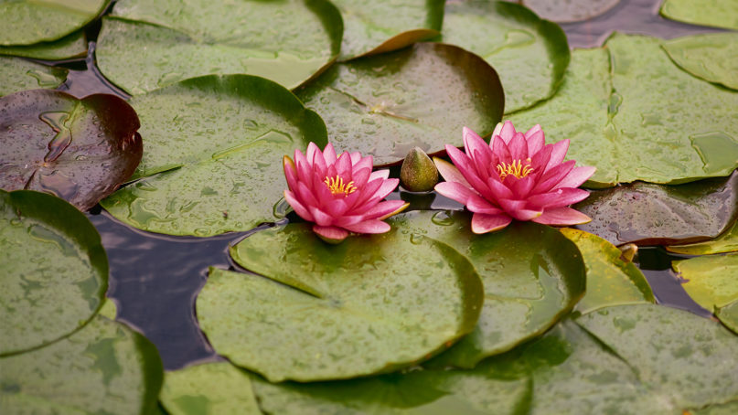 The lotus flower is a symbol of purity and enlightenment in many cultures. Photo courtesy of Creative Commons