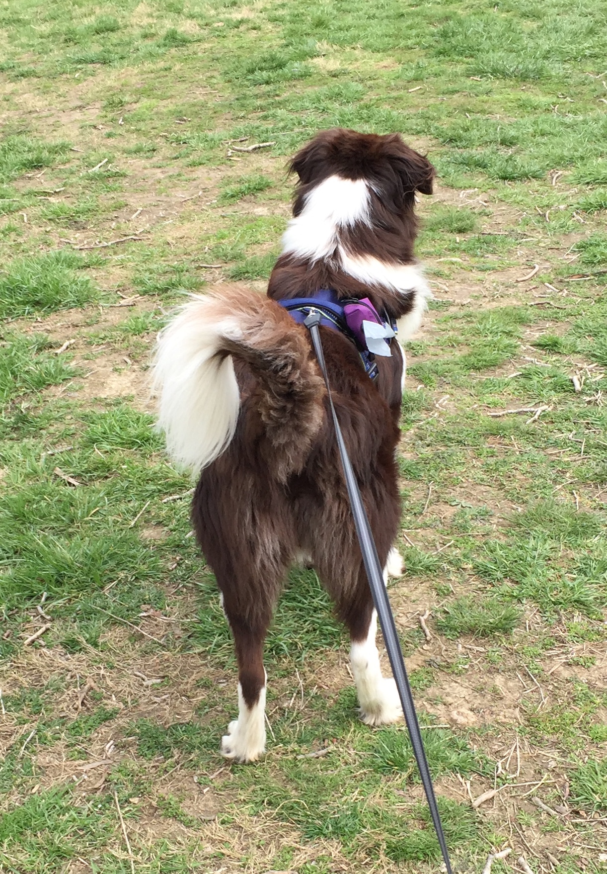 Two strangers just saved my dog’s life