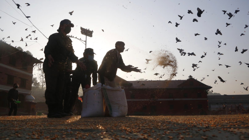 In this Tuesday, March 31, 2020, photo, staff from the Pashupatinath Development Trust feed pigeons at Pashupatinath temple, the country's most revered Hindu temple, during the lockdown in Kathmandu, Nepal. Guards, staff and volunteers are making sure animals and birds on the temple grounds don't starve during the country's lockdown, which halted temple visits and stopped the crowds that used to line up to feed the animals. (AP Photo/Niranjan Shrestha)