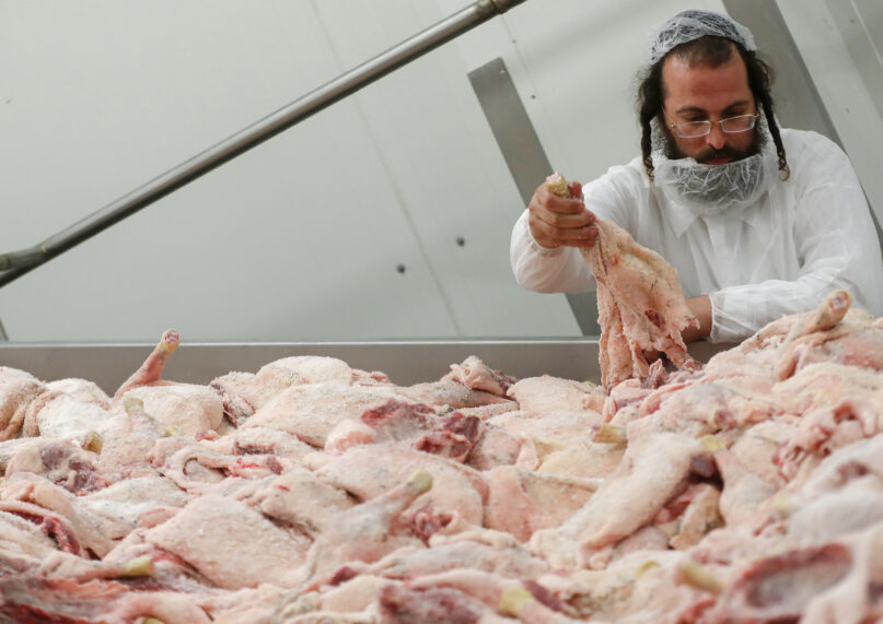 An Orthodox rabbi checks the quality of poultry meat in a kosher slaughterhouse in Csengele, Hungary on Jan. 15, 2021. The Hungarian Jewish community, exporter of kosher meat, fears that the European Court of Justice verdict on upholding a Belgian law that banned ritual slaughter could have an effect on other European Union member states’ regulation on kosher slaughter. Animal rights groups that pushed for the Flanders law argue that ritual slaughter without stunning amounts to animal cruelty.  (AP Photo/Laszlo Balogh)