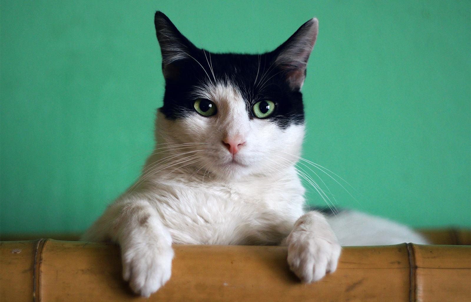 New e-course teaches: Copy cats and achieve purrvana