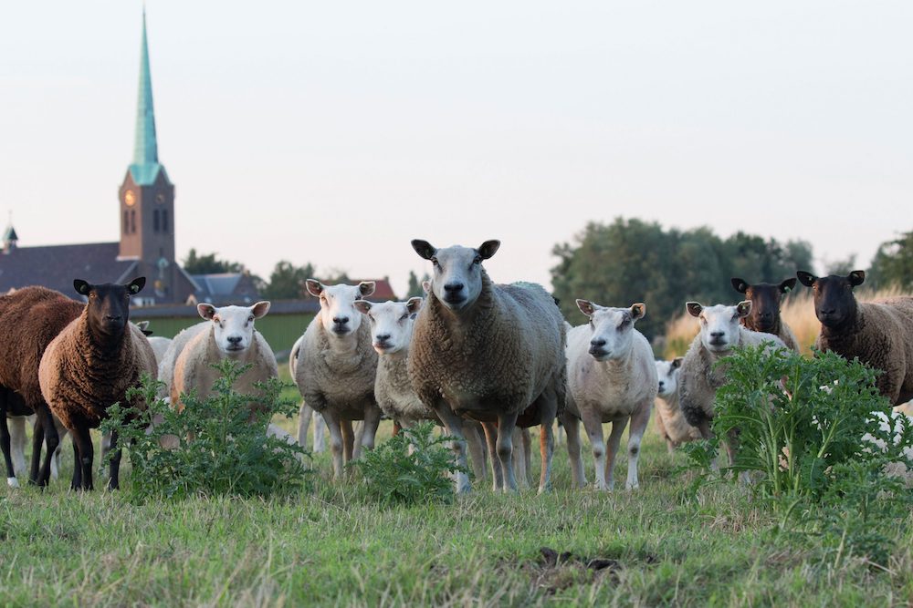 Church for animals? New interfaith community advocates for the more-than-human world