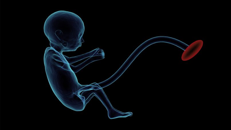 Illustration of a fetus. Image by Raman Oza/Pixabay/Creative Commons