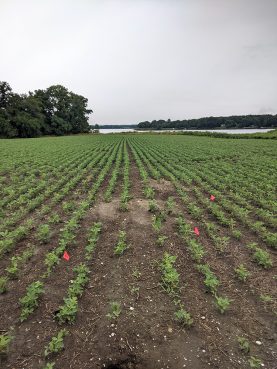 Flags mark areas in a field during an archeological dig at a former plantation in St. Inigoes, in southern Maryland, Wednesday, July 7, 2021. Photo by Ken Homan, SJ
