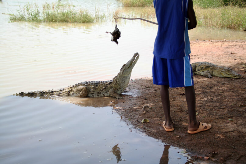 Sacred crocodiles are fed in Bazoulé, Burkina Faso, in 2007. Photo by Marco Schmidt/Creative Commons (CC BY-SA 3.0)